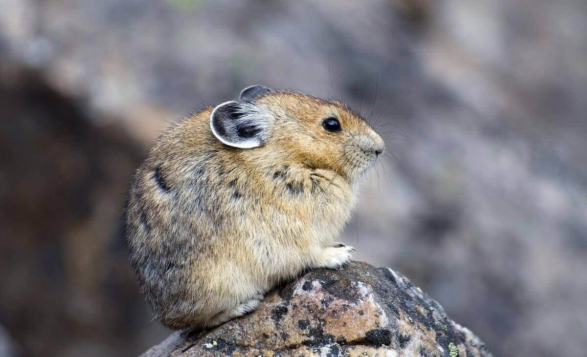 走进黄河源头,90公里烂路相伴,天上来的黄河水描绘出和谐画卷_高原