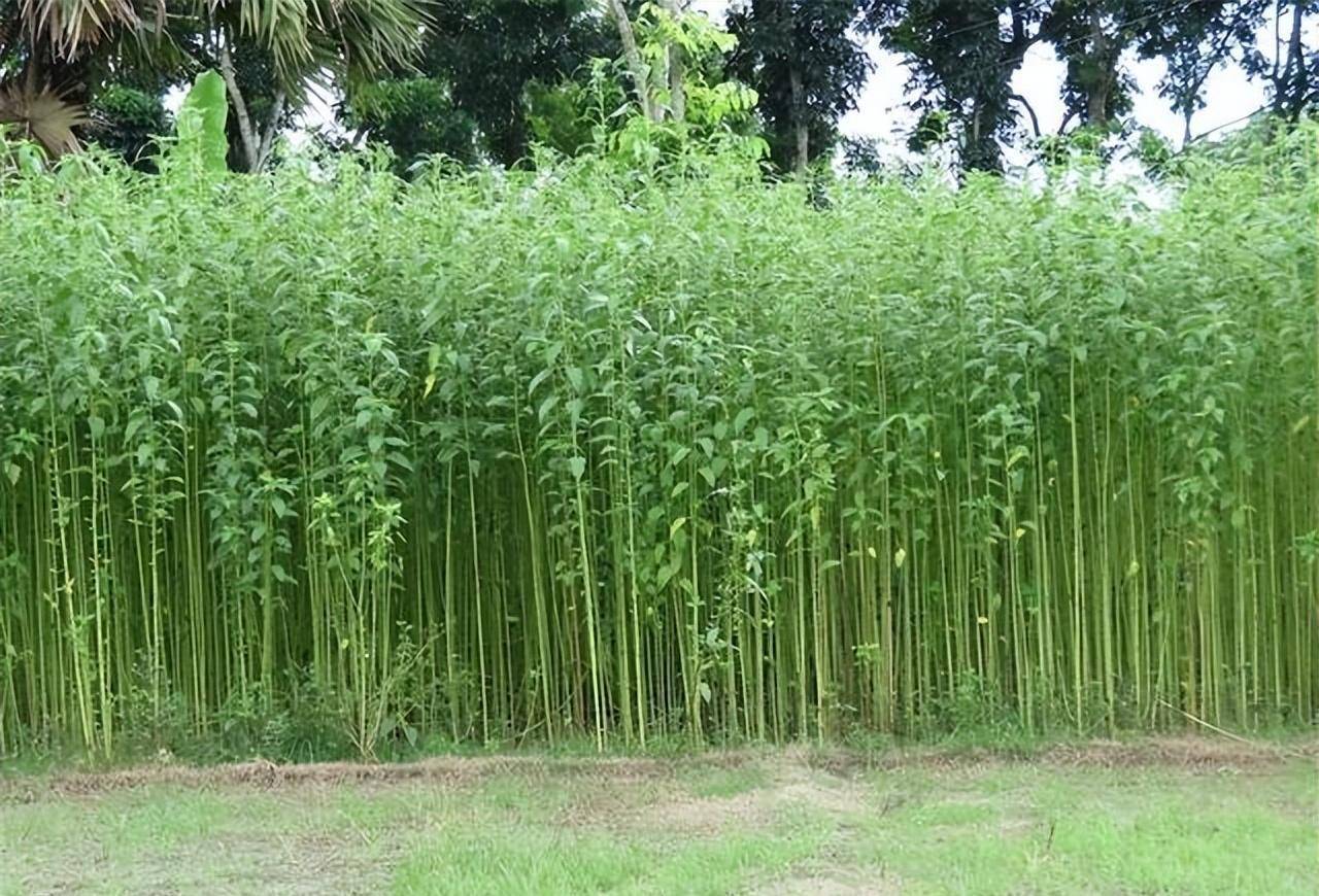 印度黄麻养活近千万人,被欧洲大量收购,为何我国却要早早淘汰?