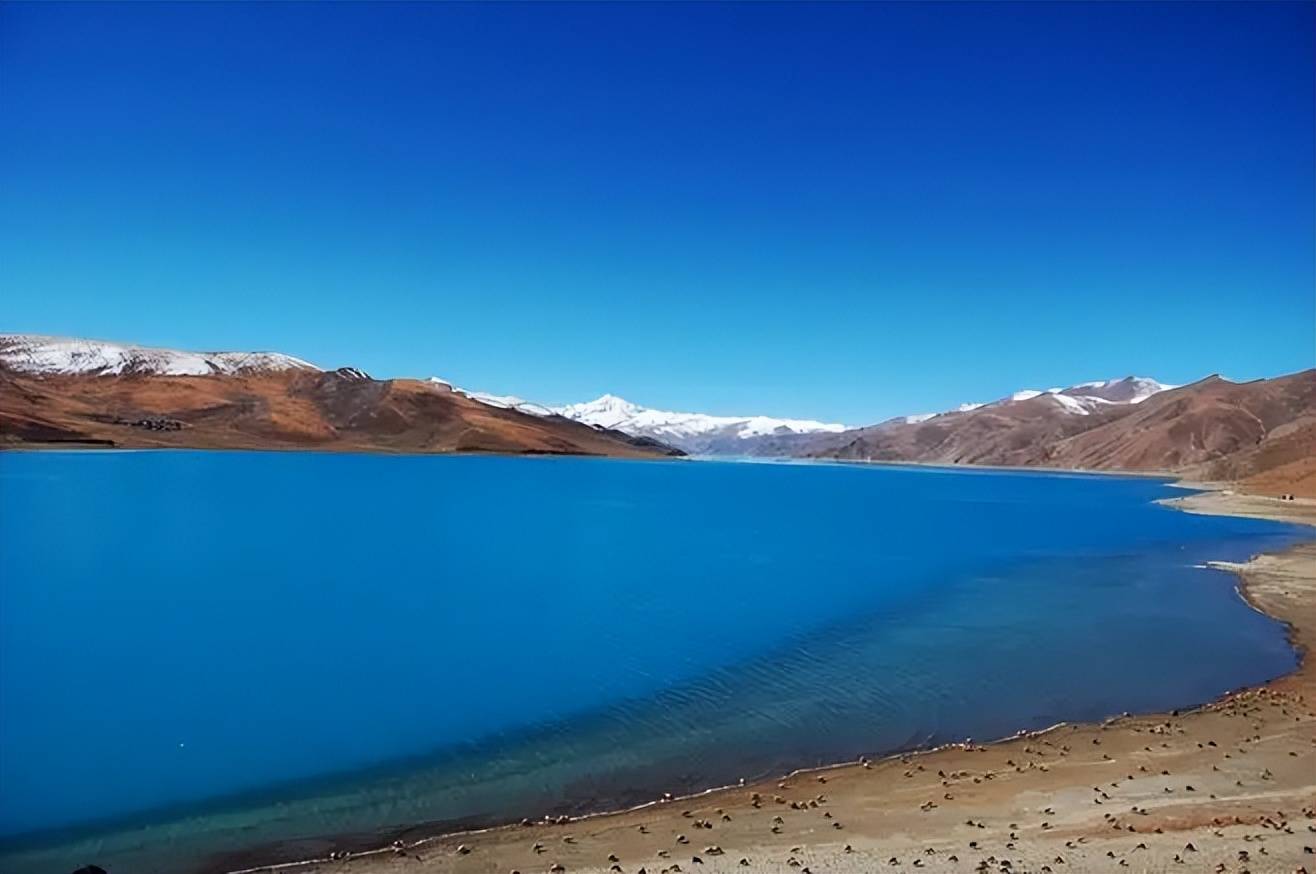 "天路格桑花"绽放羌塘草原 那曲站货运甲班为群众生产生活物资保驾