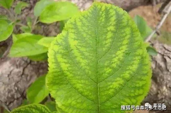 (超级实用)_叶片_植株_紫色