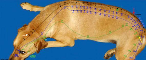 中医针灸治好瘫痪狗狗,国外早已用得炉火纯青,中国传统不要丢_治疗
