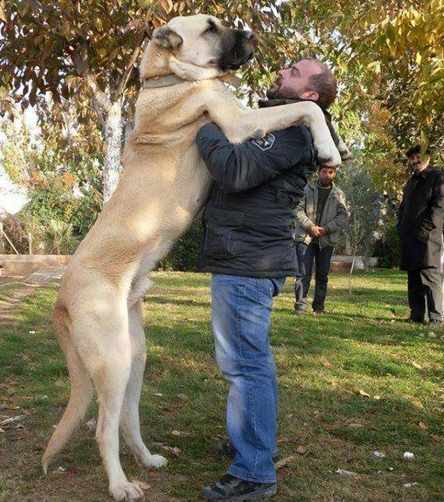 坎高犬价格多少钱一只图片