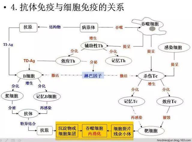 《免疫学》细胞免疫的全过程