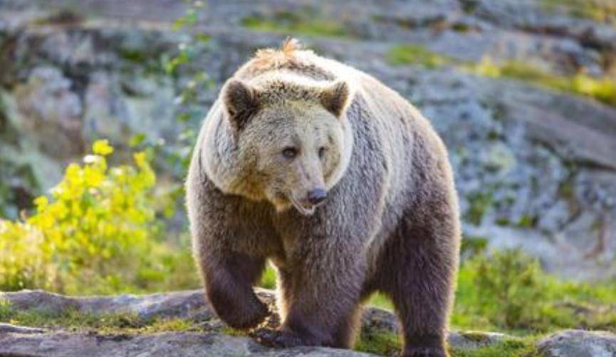 只余残骸,生前留6分钟绝命影像_灰熊_提摩西·_人们