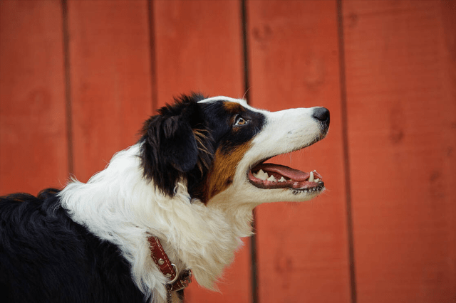 原来是这6点很遭人嫌_主人_狗狗_时候