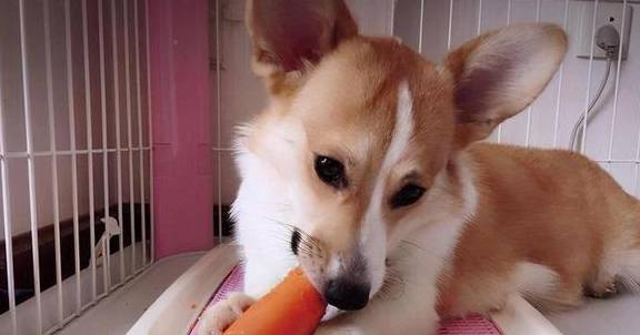 这是狗的好食物胡萝卜，你喂得对吗？