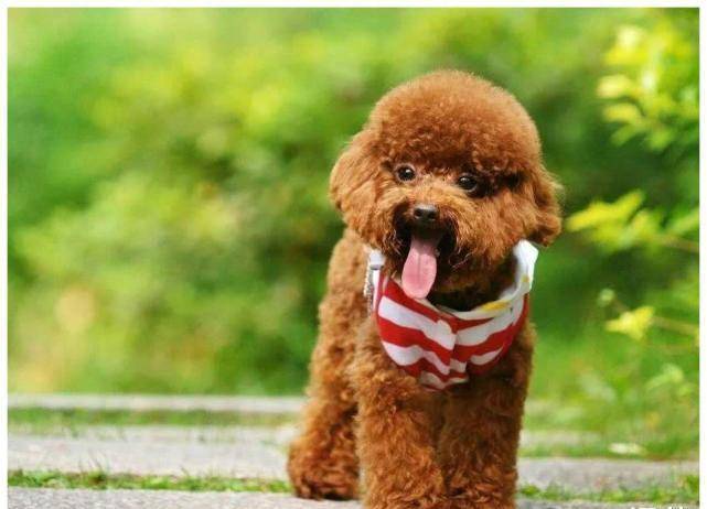 泰迪不慎坠入狼圈遭群狼撕扯!目击游客:现场惨不忍睹!_宠物_主人_带着