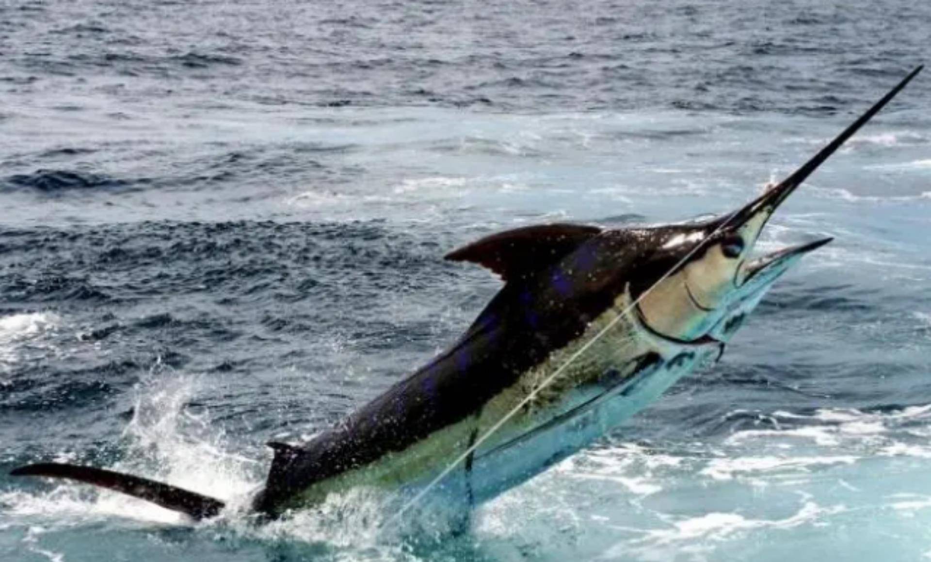 蓝枪鱼,也称为"马林鱼"(marlin),和剑鱼,旗鱼,并称三剑客,在三剑客中