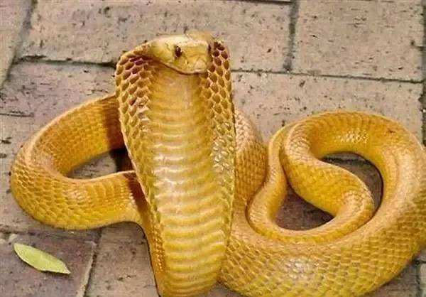 世界10大最出名的眼镜蛇,你认识几种?