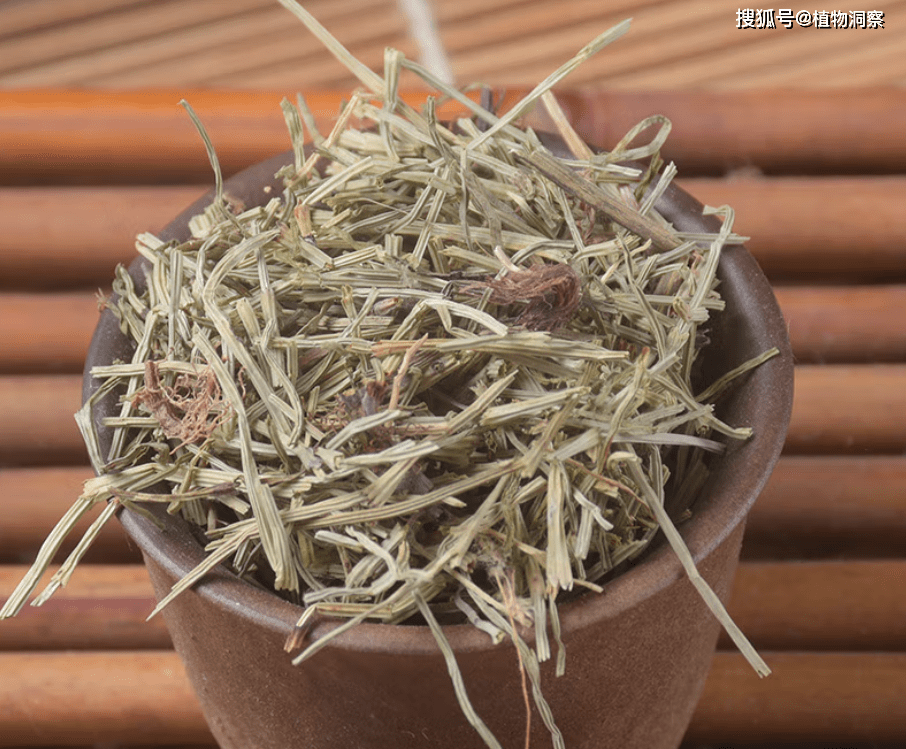 农村1种植物,人称问荆,它外形酷似木贼,对农作物危害大!_中药材_价值_是一种