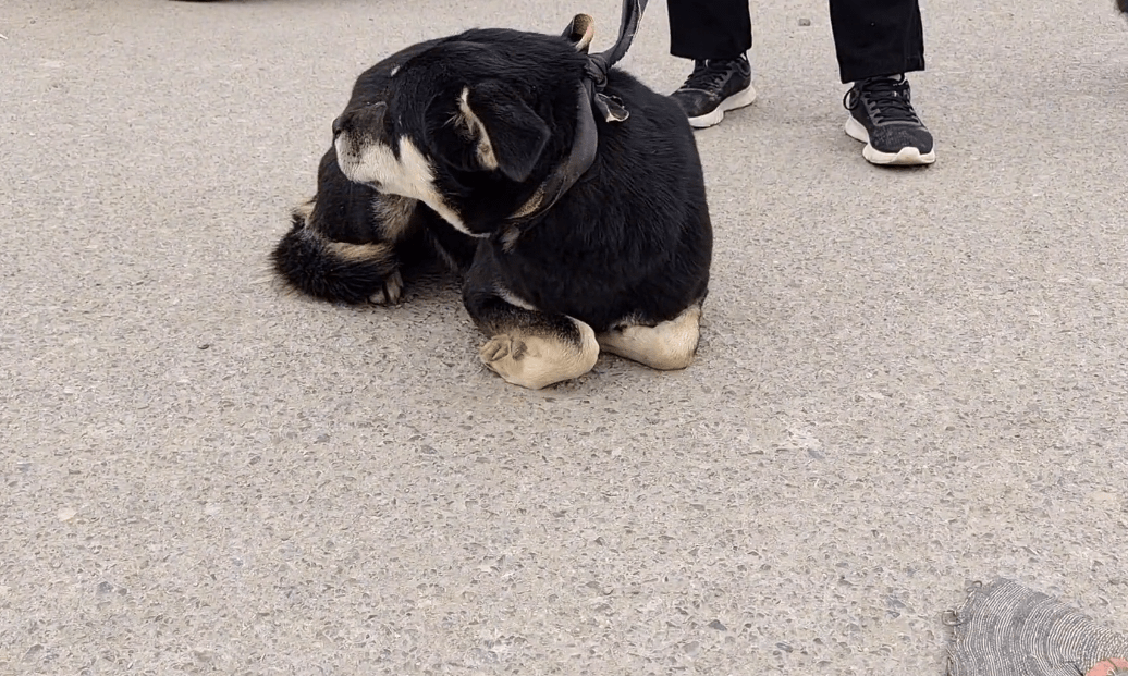 750元,小土狗落入狗贩手中,面对跪地求饶的狗狗,大妈:它吃得比人还多