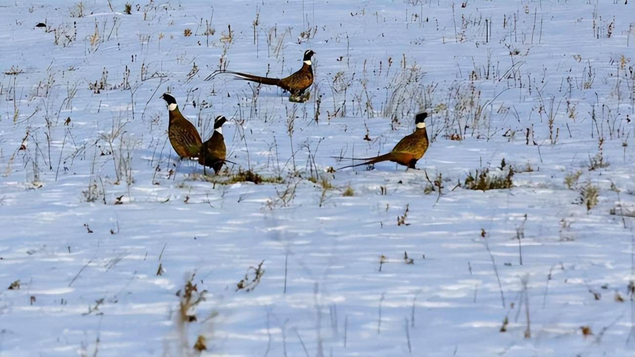 和野鸡的情况类似,我国很多地区野猪的数量也越来越多,严重干扰和影响