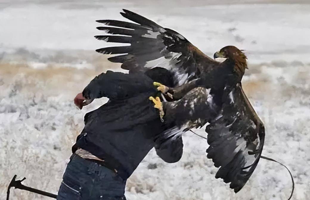 黑龙江男子被金雕袭击,差点被雕爪撕裂,不料还被判10年_杨海_巨雕