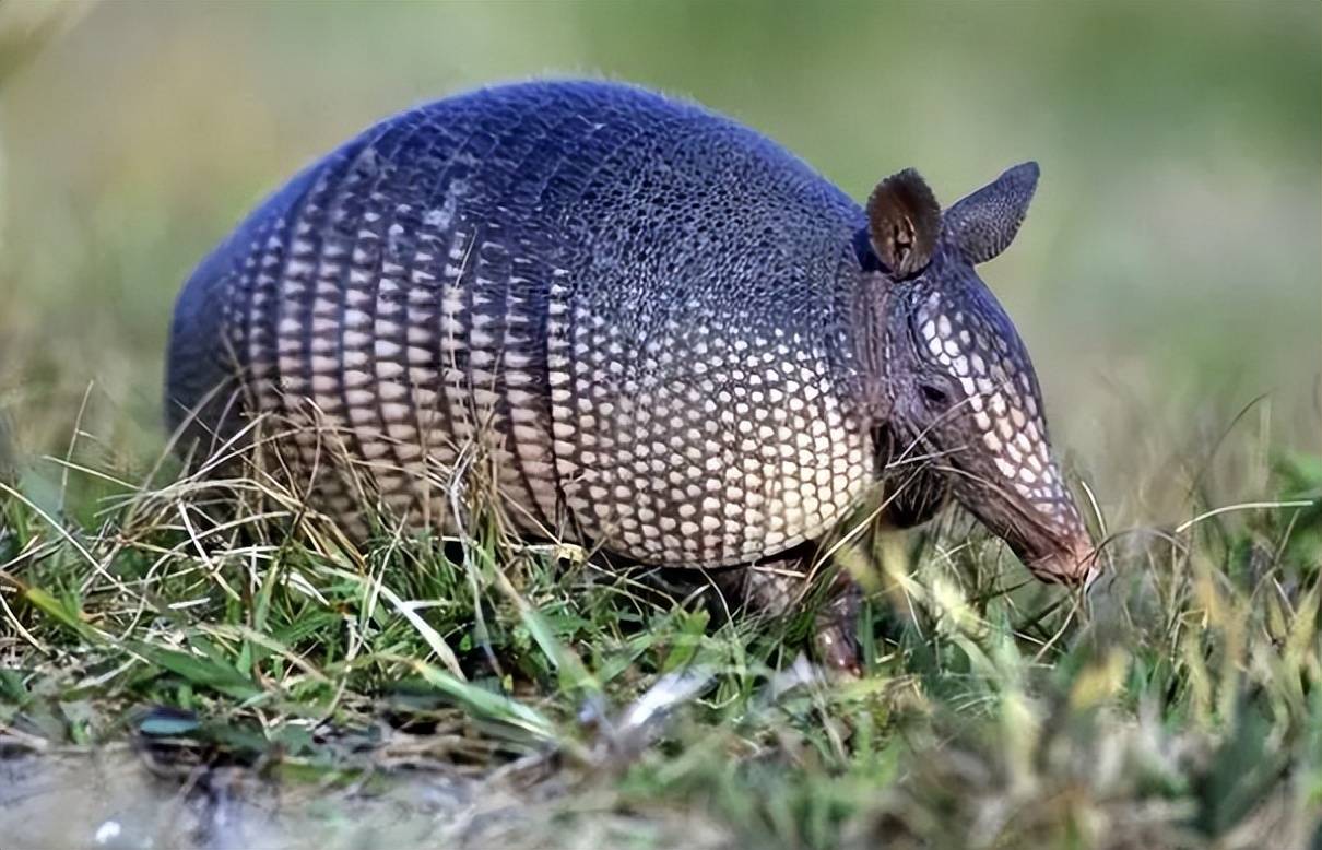 提起犰狳,绝大多数人都是一脸茫然,别说见过了,几乎连听都没听过.