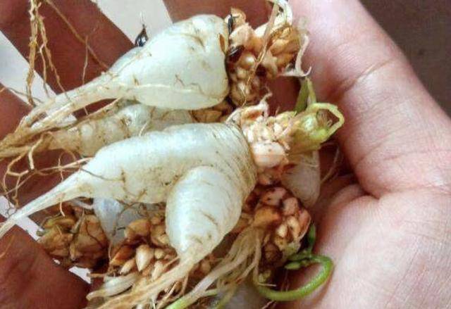 河边的"三叶酸"根茎大,犹如野草,殊不知珍贵,也比较少见_植物_植株_是