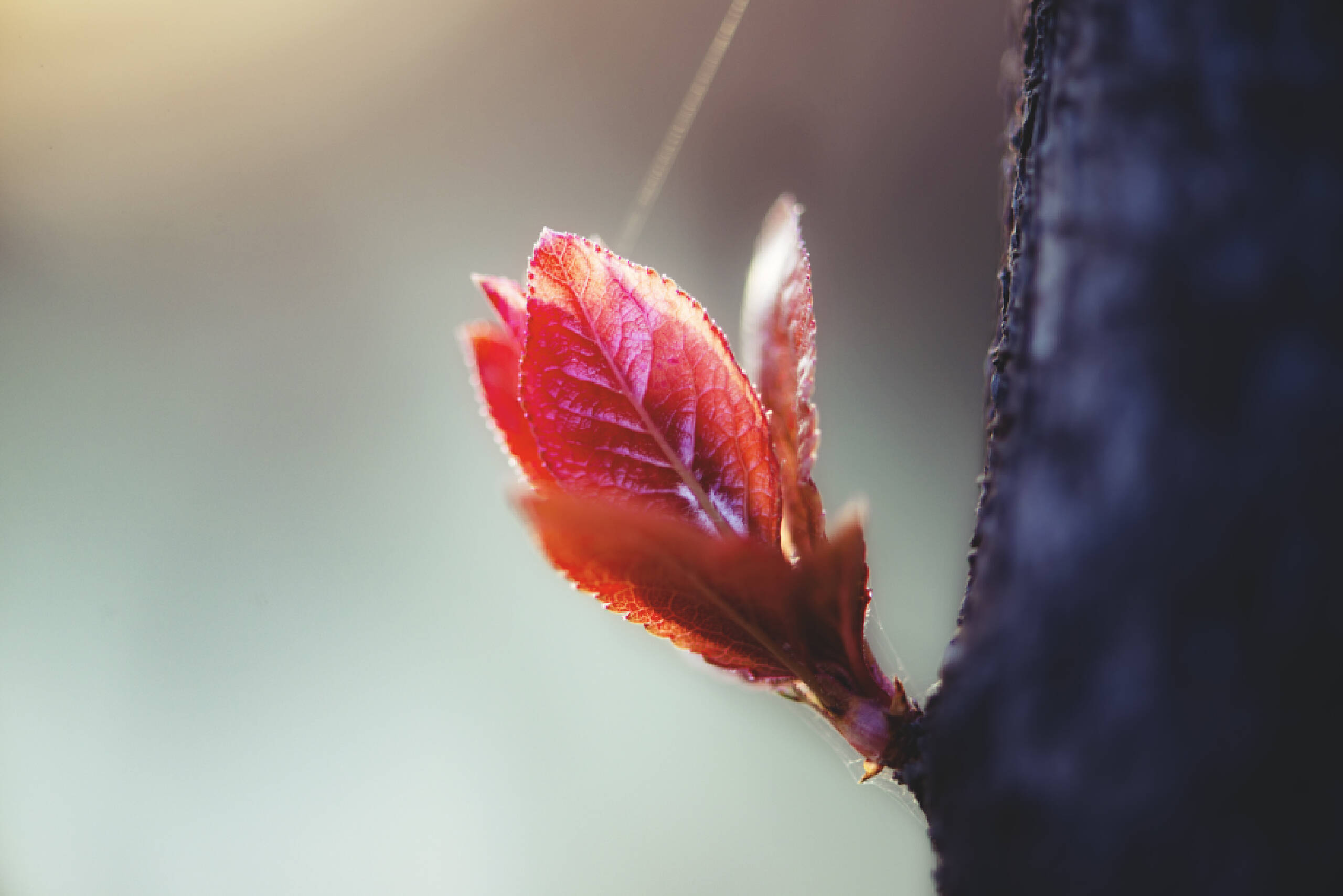 树芽图片特写图片