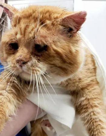 大雪天,老橘猫生病后挨家挨户敲门求收留,没想到……_猫咪_房主_其他