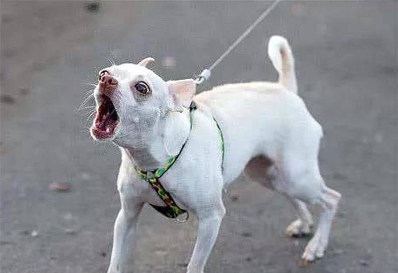 居民区养狗,狗叫不容小视,因为会影响更多人,纠错狗叫其实不难_主人