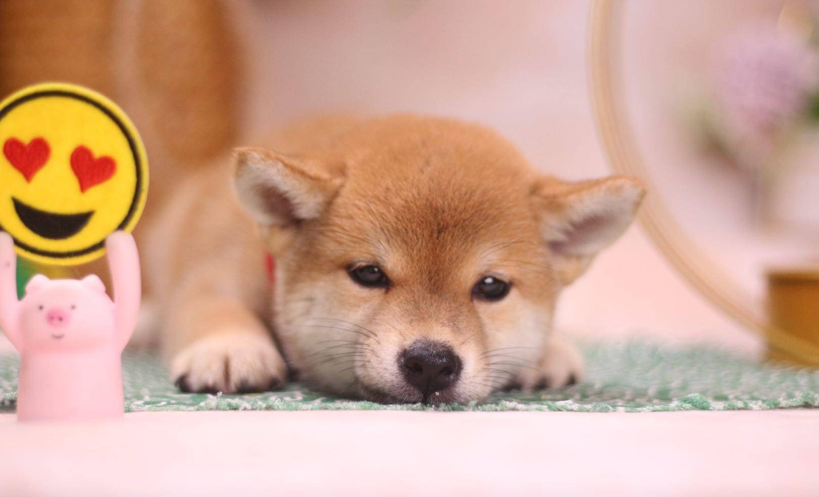 柴犬价格揭秘：你买的柴犬值吗？_搜狐网