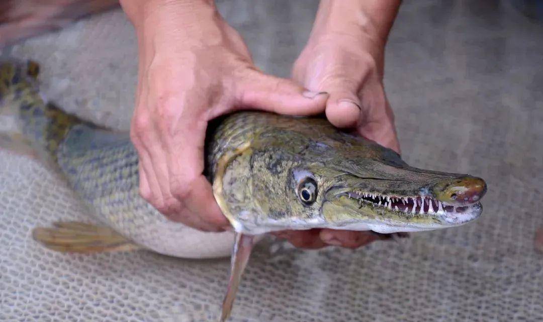 5万斤鲇鱼破坏生态遭索赔:放过自己才是顶级放生_物种_心理_目的