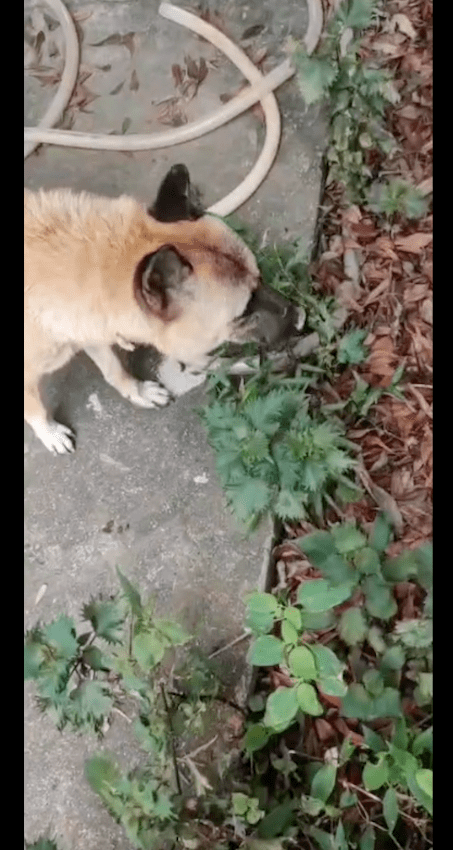 仆人伤风花几百买药吃，狗狗伤风后本身去找草吃，几天后就好了！