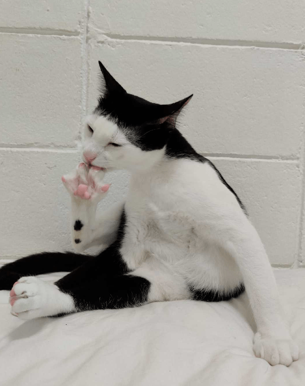 尴尬!这只猫的刘海剪坏了,大家不要告诉他