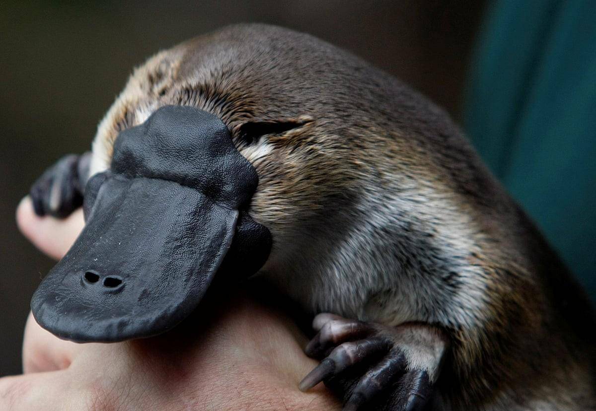 古怪的鸭嘴兽，完全不像地球物种，它们如何交配繁衍？_搜狐网, image size:1200x828