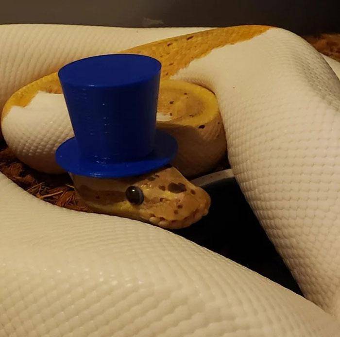 当一群冰冷的蛇戴上帽子,瞬间变得呆萌起来_社区_摄影_照片