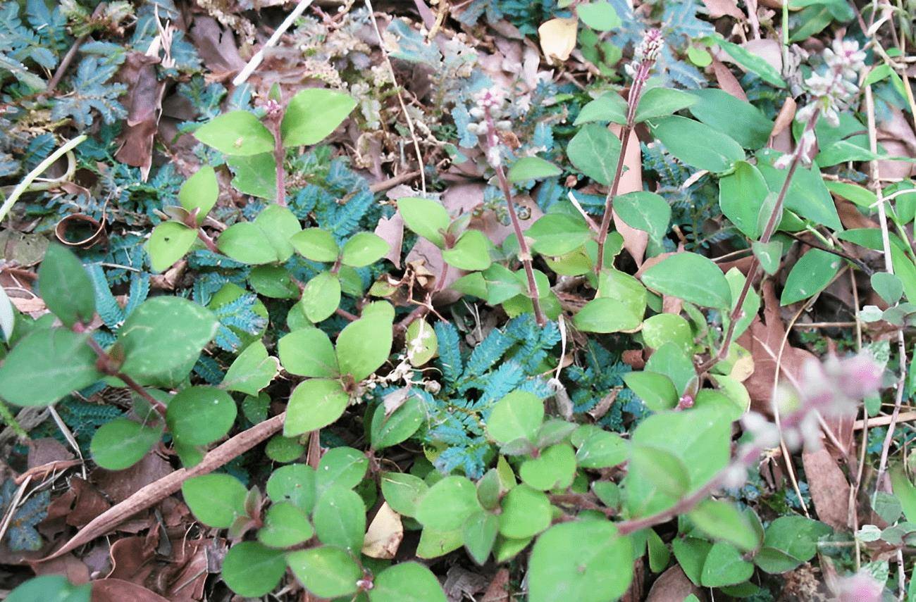 有1种蛇见怕,碰到请不要拔除了,如今是"草中黄金