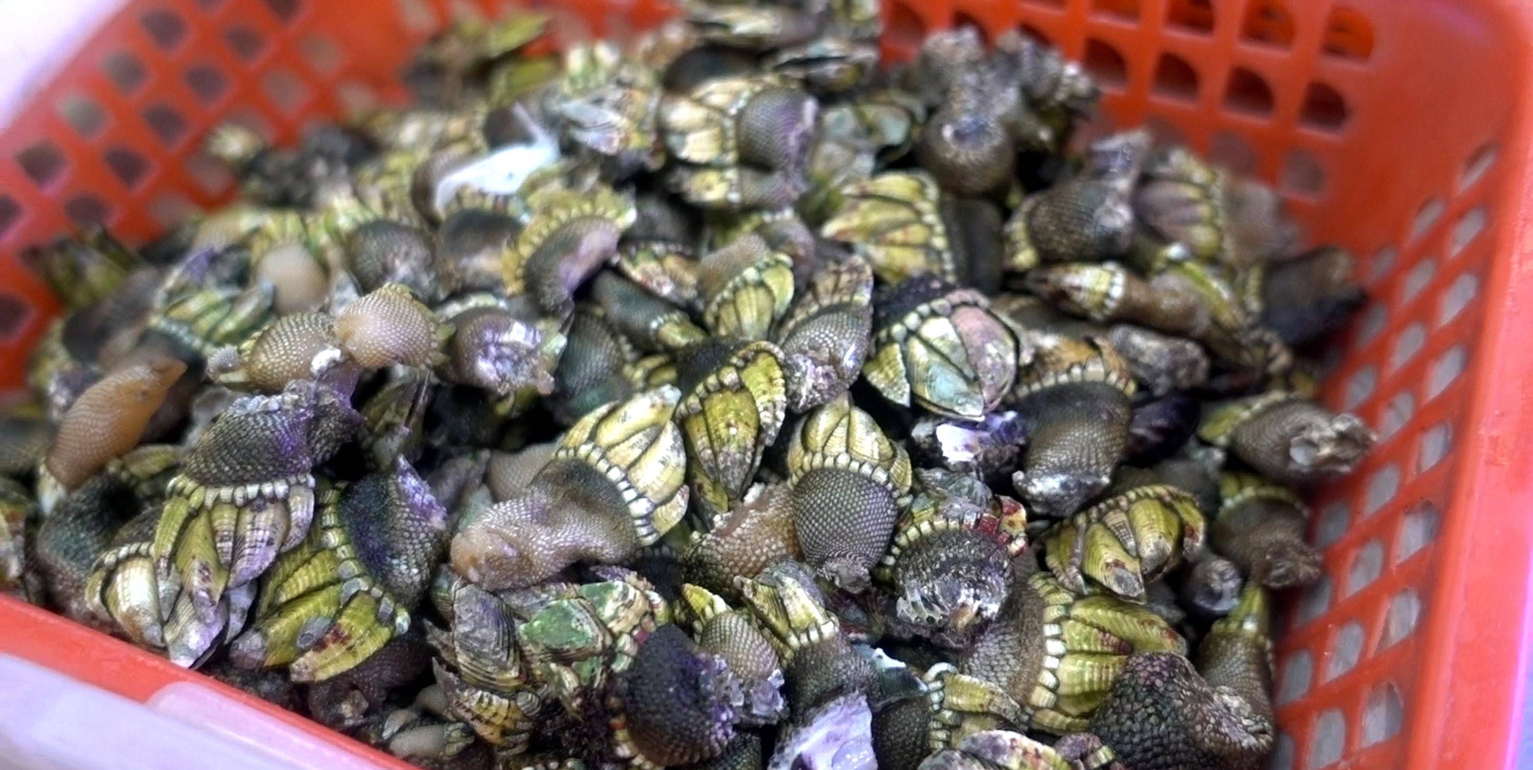 在舟山花200买的"稀罕海鲜",全是壳不知贵在哪,尝了口服了_价格_味道