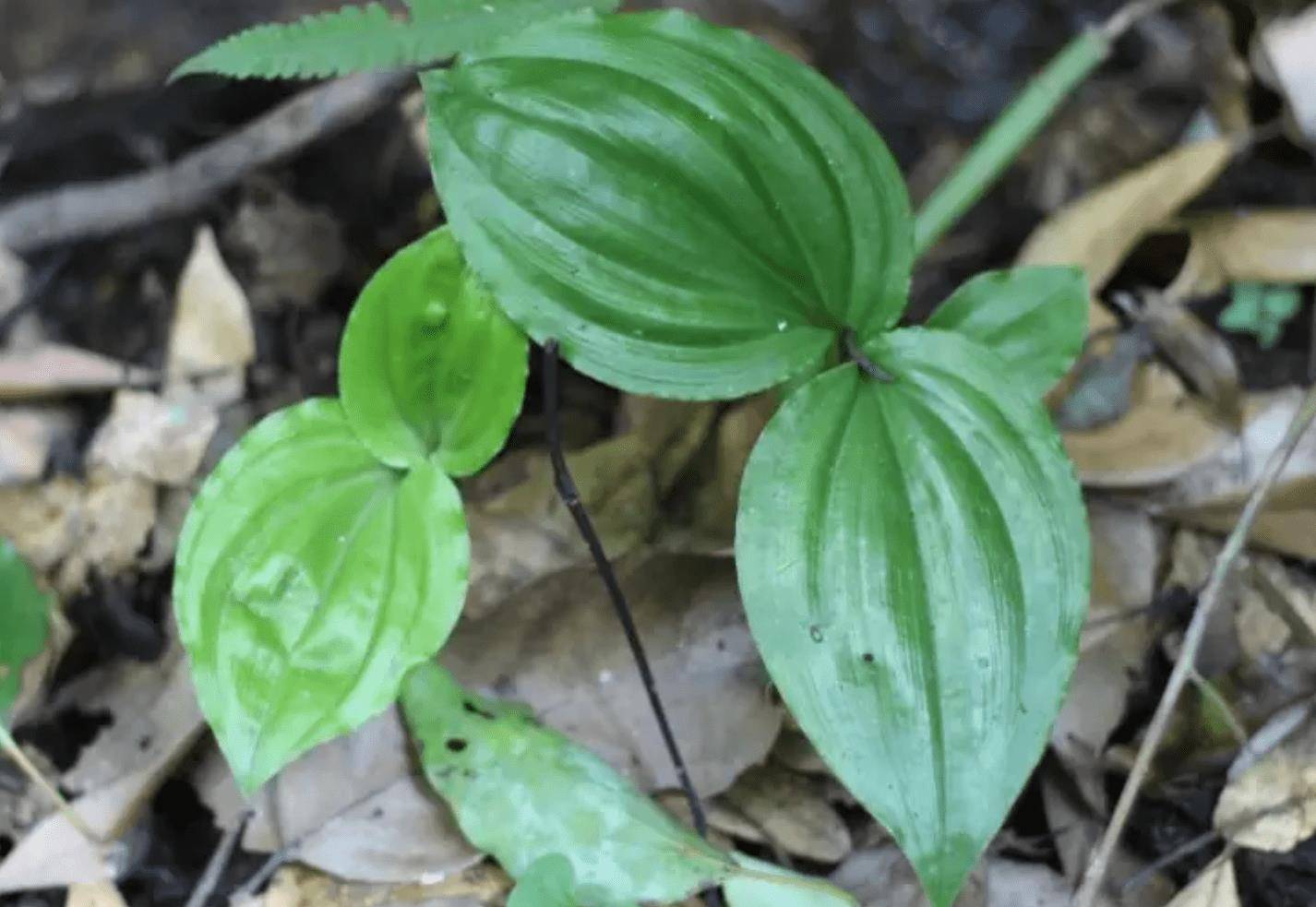 古人叫它"见血清",比车前草珍贵,挖回家养,养1株活1株,顽强_植物_花友