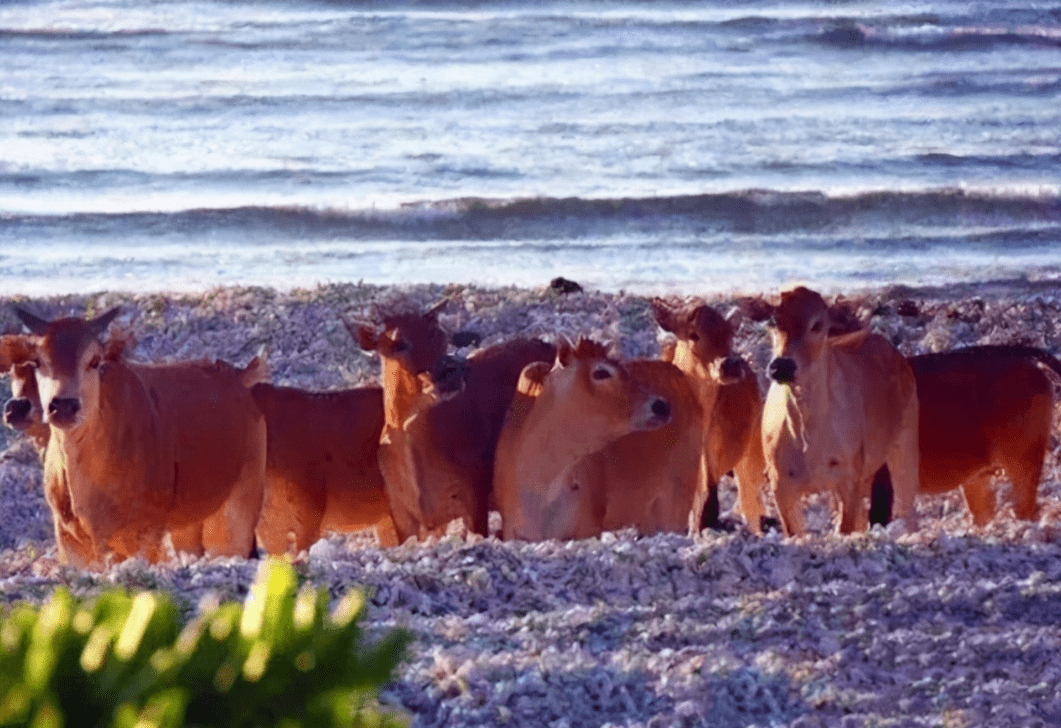 西沙东岛发现规模达400头的野牛群,哪里来的?