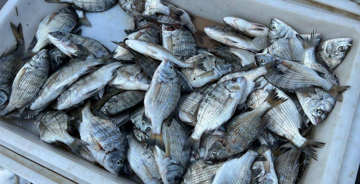 这个季节是钓鱼爱好者钓鱼海浮的