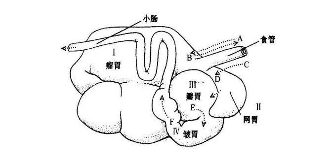 这是因为牛是反刍动物,本身是有四个胃的,分别是瘤胃,网胃,瓣胃和皱胃
