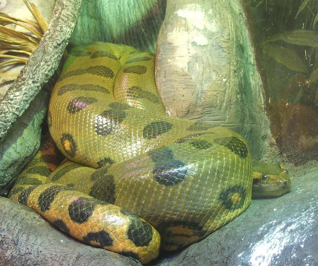 蟒蛇中有"七彩吞天蟒"?蛇界中的"大哥大",蚺和蟒如何区分?