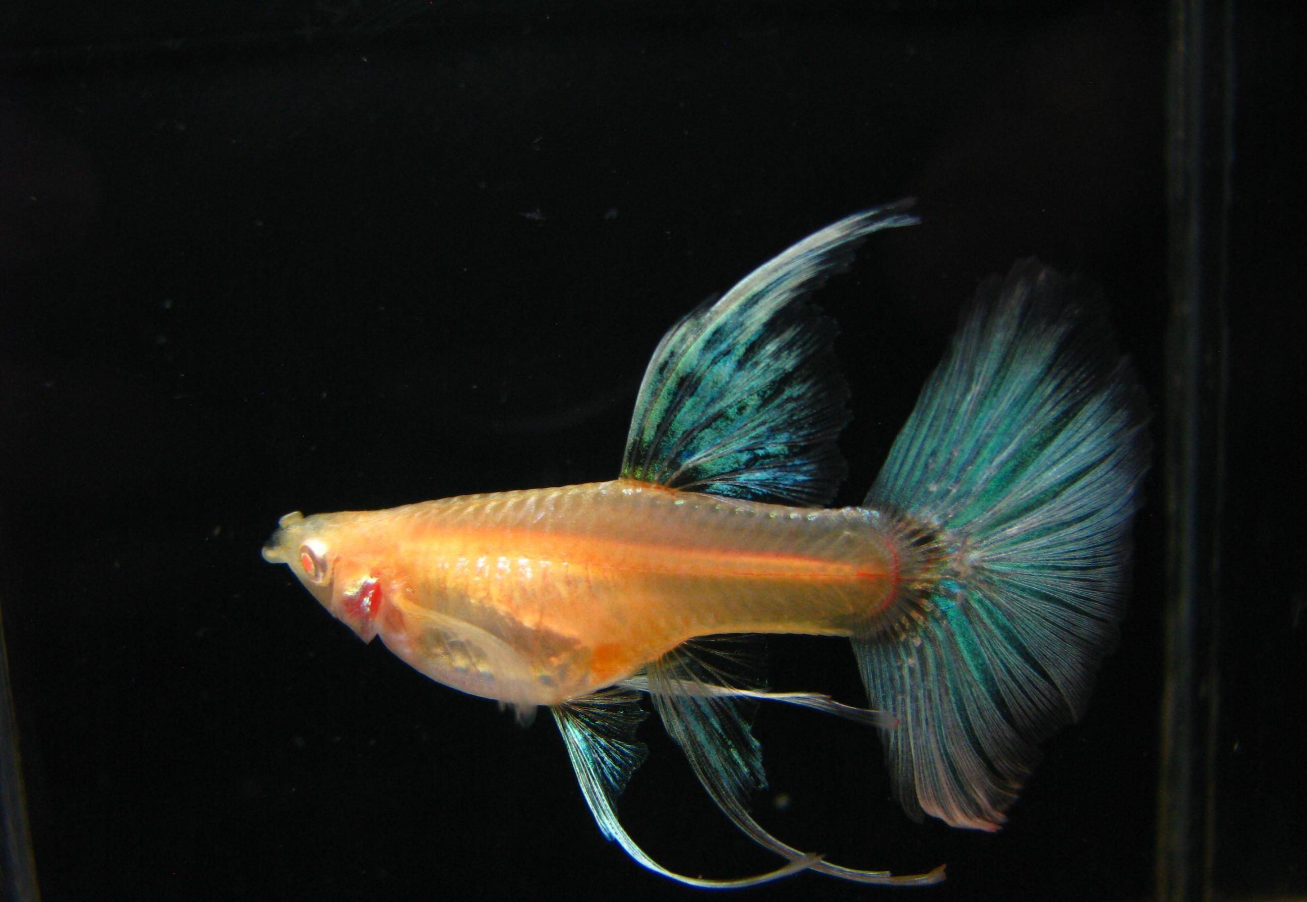 简谈孔雀鱼中深受广大鱼友喜欢的蓝尾礼服白子的选种,提纯和维系_进行