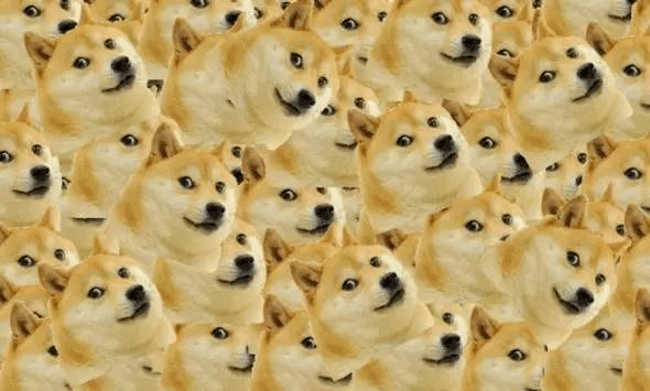 doge表情包柴犬生命垂危 陪伴我们10年的表情包要离开了吗?