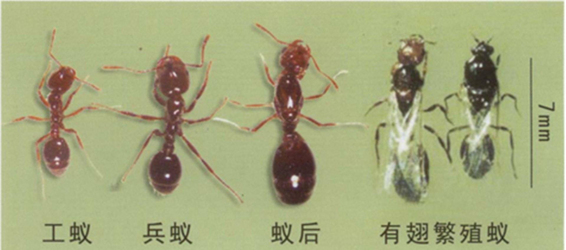 红火蚁的"隐患",入侵我国435个县市区,毒蚂蚁有多可怕?