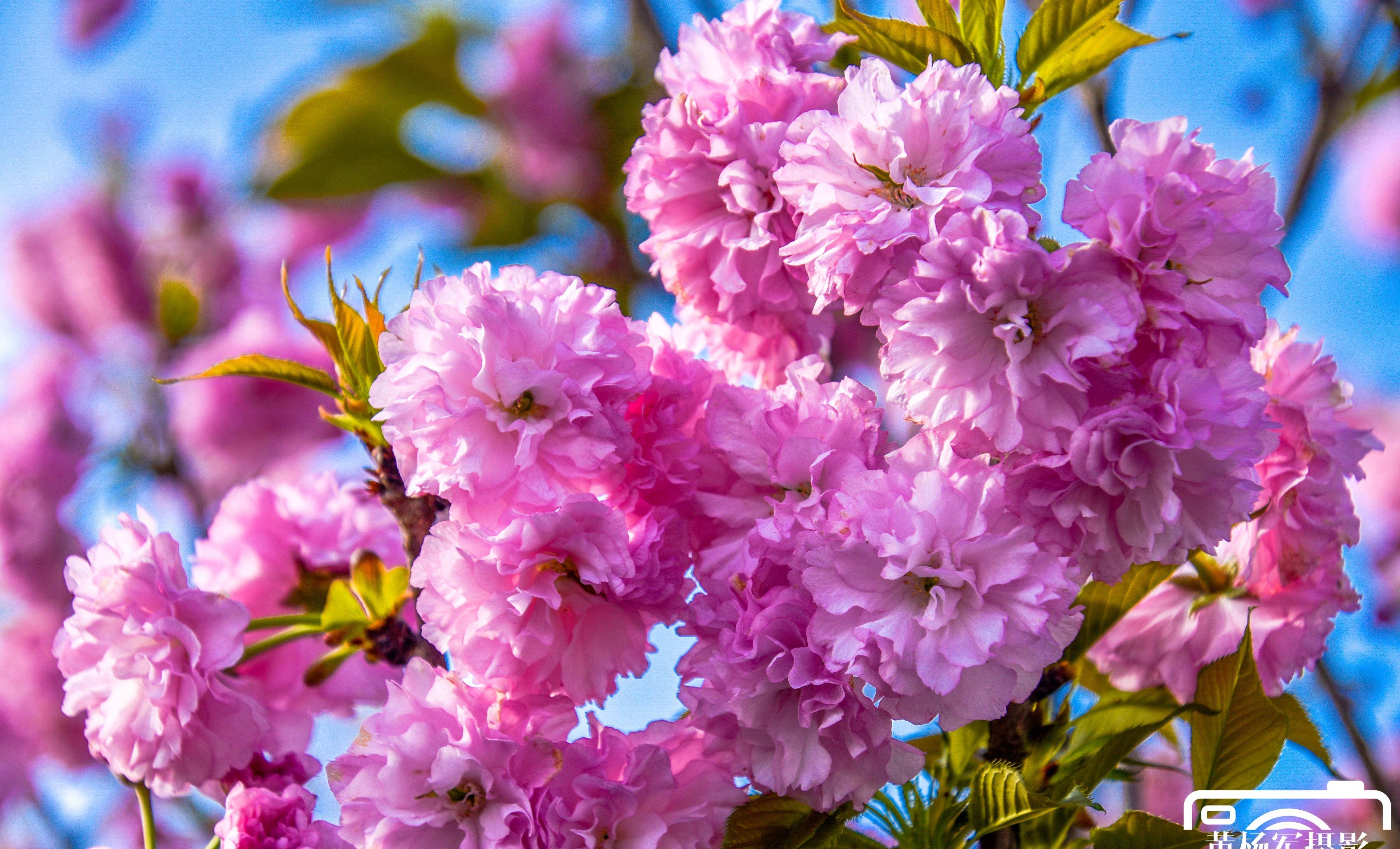 阳光下娇美的樱花,粉红色的花朵竞相绽放非常迷人,花开烂漫_生活_百花