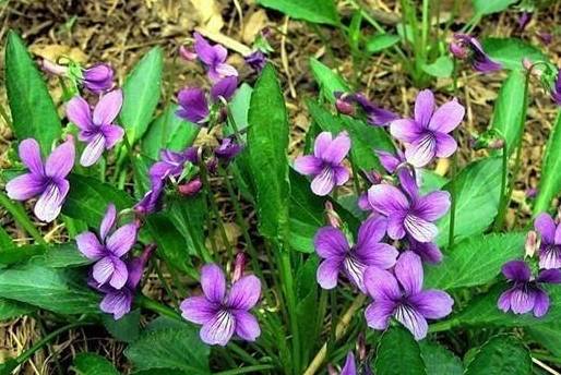 女人有"妇科炎症",多用两草泡水喝,杀菌消炎,赶走"妇科病"_女性