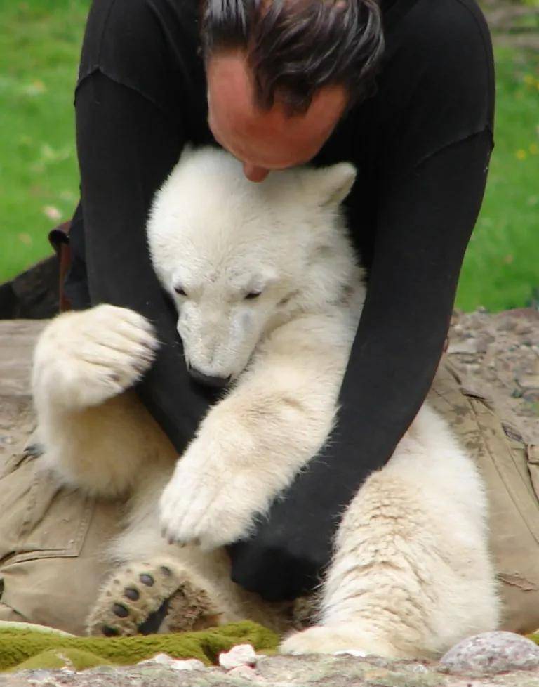 再可爱的小雪球,也有长大成熊的那一天_克努特_托马斯_动物