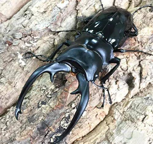 了解下甲虫之王们吧!_鬼艳_泰坦大_天牛