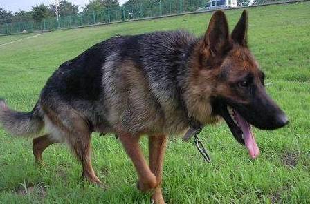 等德国牧羊犬老了,主人做好这7件事,它会更长寿!_寿命_驱虫_检查