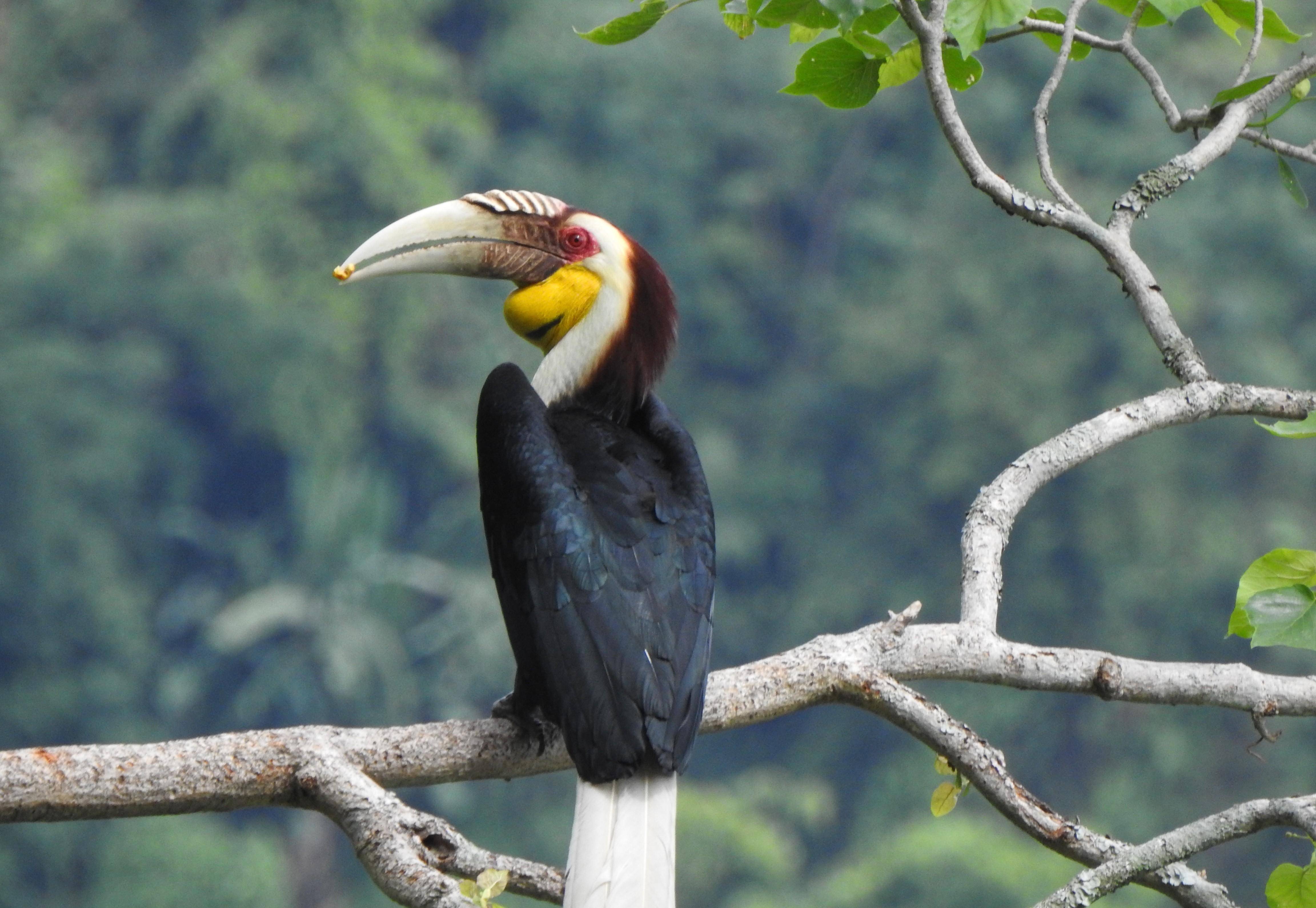 中国第四种犀鸟现身云南盈江,鸟界神仙眷侣,相伴一生_生活_鸟类_保护