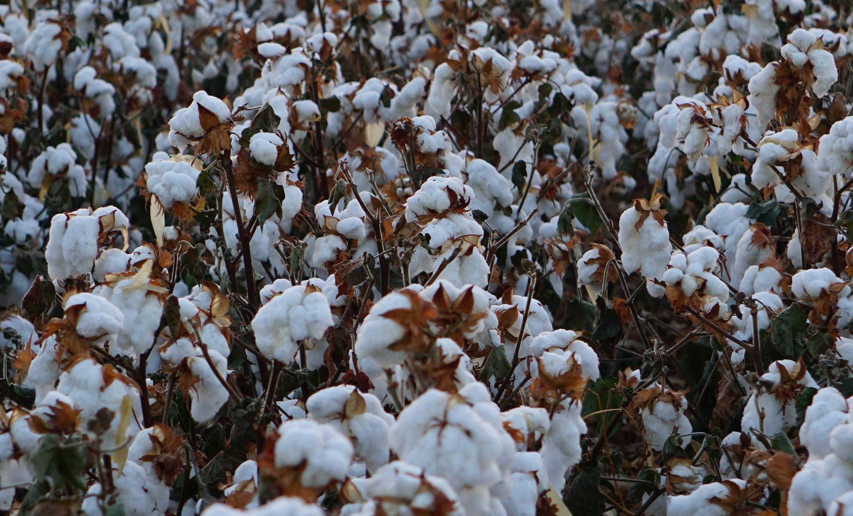 选购了优质高产的棉花品种就一定可以实现高产吗?