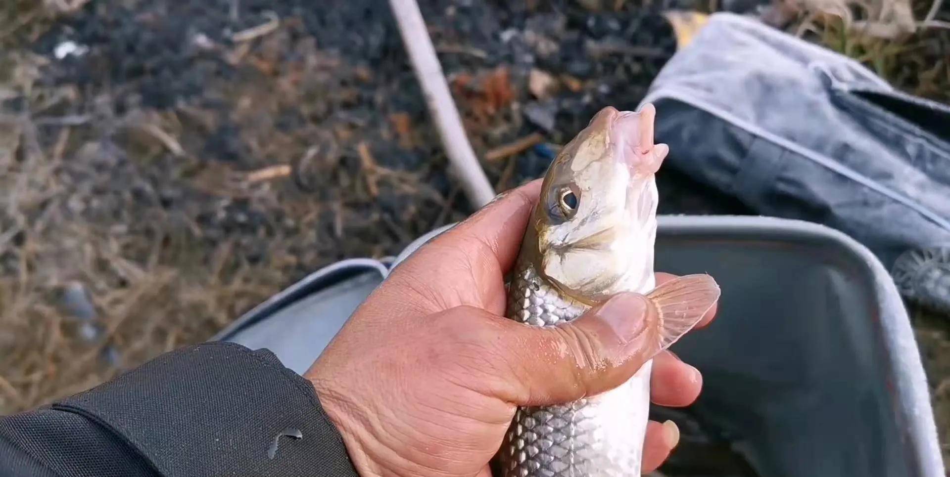 今天我要說的魚種是,學名重唇魚.