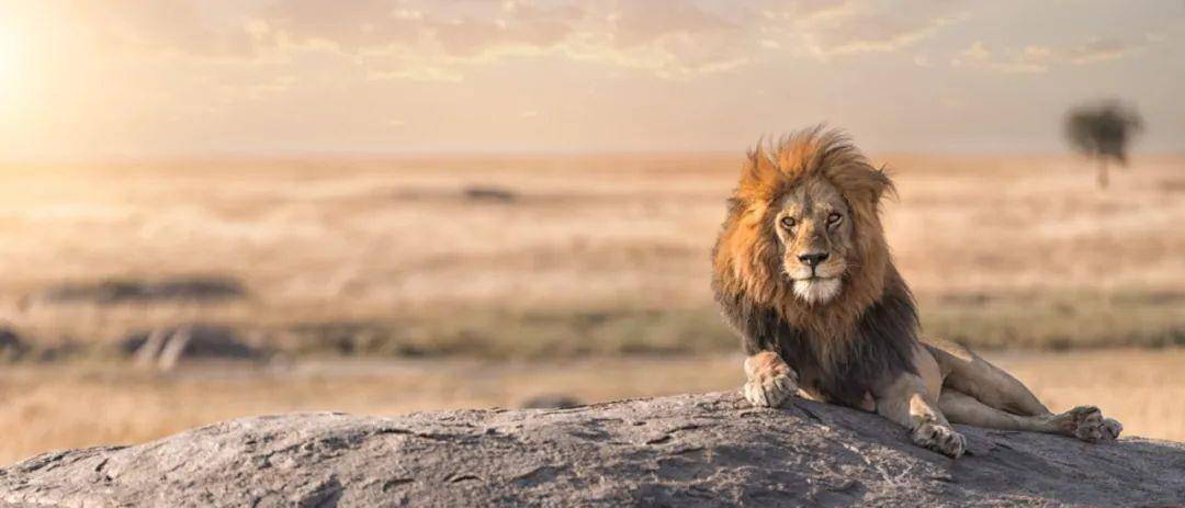 大多数猫在军事上都是孤独的,但狮子却非常合作_家族_动物_旱季