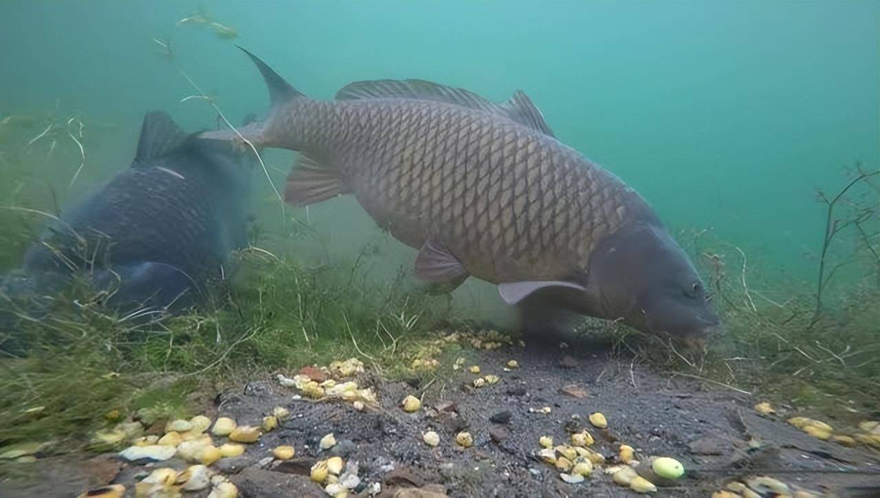 那是小意思!鲤鱼究竟能长多大?