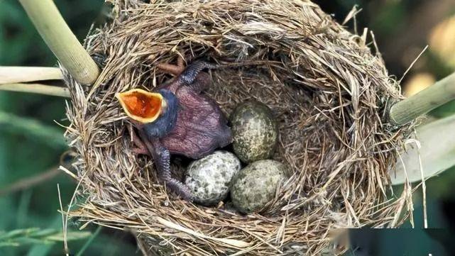 世界上最狡猾的鸟,不筑巢不孵蛋不养家,种群延续都靠骗!