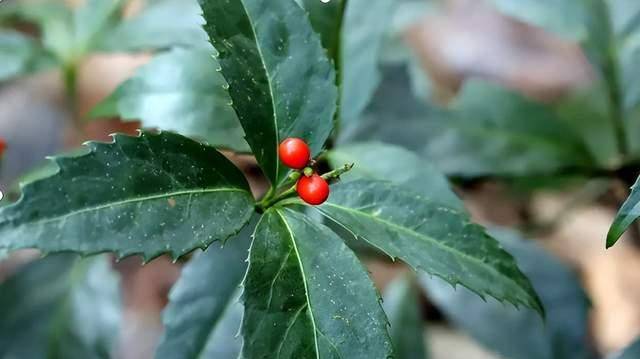 【品種來源】金粟蘭科植物草珊瑚的枝葉.全年